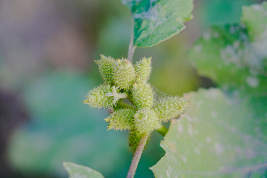 Rough cocklebur ( Xanthium strumarium ) on garden, Seed are medicinal