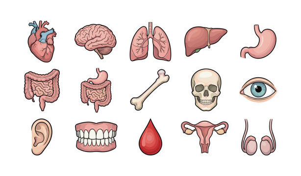 Human Anatomy Medical Organ Icon Collection