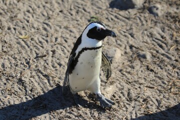 Solitary African Penguin Walking on a Sandy Textured Beach