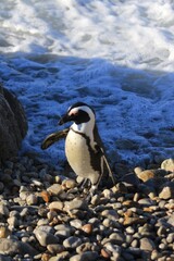 Fototapeta premium Coastal Wanderer: An African Penguin Navigating a Rocky Shoreline