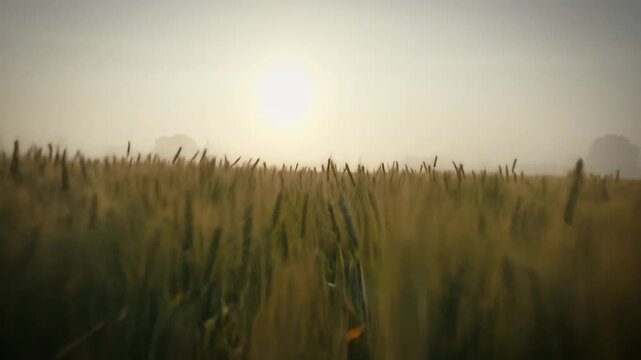 Sunrise over wheat field landscape in morning fog. Golden wheat, agriculture. Peaceful nature scenery.