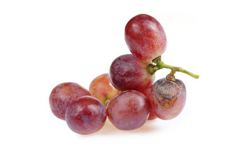 Grapes are very fresh on a white background.