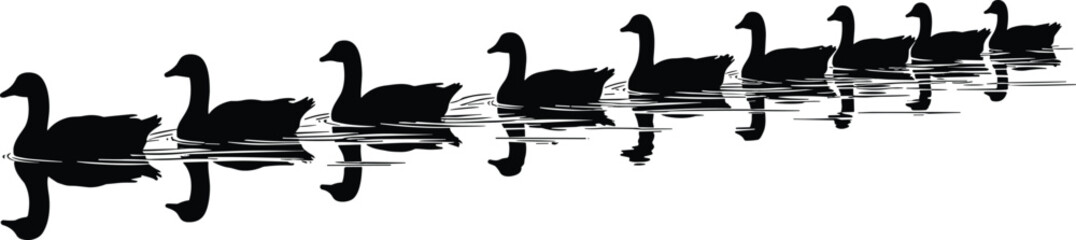 A serene black and white silhouette of a long line of Canada geese swimming peacefully on calm water, illustrating migration, unity, and nature's quiet elegance. © Shahariar's World