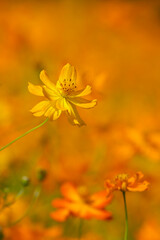 Golden Cosmos Flower in Bloom &ndash; Warm Summer Floral Background with Copy Space