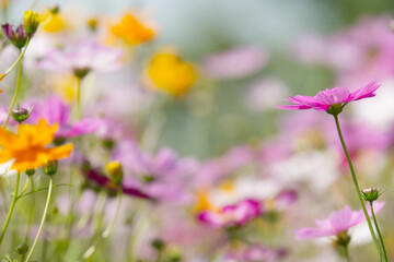 Colorful Cosmos Flower Field &ndash; Joyful Spring-Summer Floral Background with Copy Space