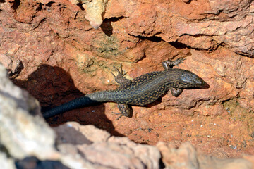 Lilford's wall lizard // Baleareneidechse (Podarcis lilfordi codrellensis) - Escull de Binicodrell, Menorca, Spain