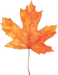 Fototapeta premium Autumn maple leaf vibrant orange fall