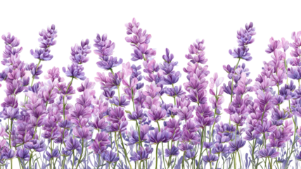 A stunning summer field of purple lavender blossoms in Provence, France