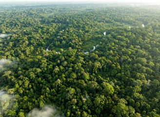 Serene Misty Tropical Rainforest Landscape