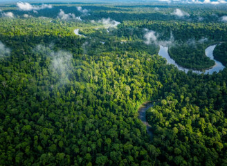 Serene Misty Tropical Rainforest Landscape