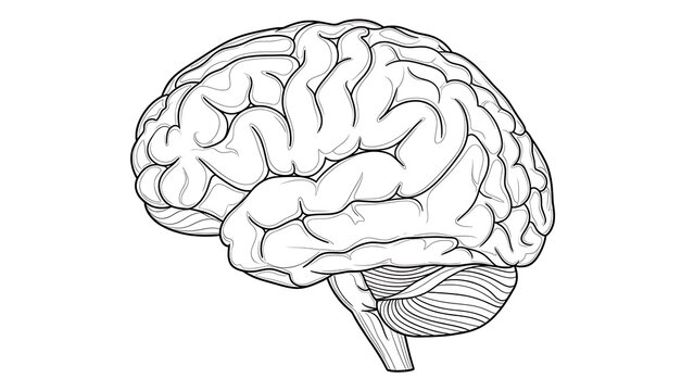 A simple anatomical line drawing showing the external structure of the human brain.