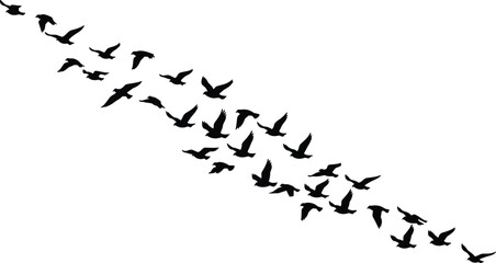 Black Silhouette Vector of a Flock of Birds Flying in V-Formation or Diagonal Line – Nature, Migration, and Freedom Concept Isolated on White