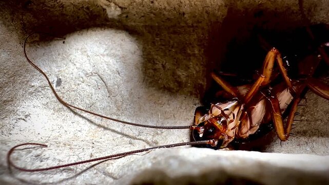  Detailed macro shot of a cockroach crawling on a rough textured surface, showing its antennae, spiny legs, and shiny body in natural lighting
