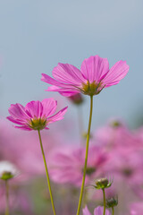 Pink Cosmos Flowers Against Blue Sky &ndash; Spring Nature Background with Copy Space
