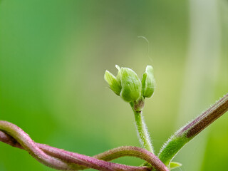 vibrant green flower bud and stem, tightly wrapped by a thin, reddish purple vine, set against a soft, bright green bokeh background in a tropical garden on a sunny day.
