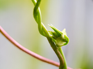 vibrant green flower bud and stem, tightly wrapped by a thin, reddish purple vine, set against a soft, bright green bokeh background in a tropical garden on a sunny day.