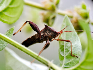 macro of a dark brown Stink Bug Nymph with prominent shoulder spines and long legs, perched on a thin, green, textured plant stem, surrounded by soft, bright green leaves and a very light,