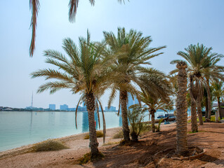 Obraz premium Sandy beach with several date palms trees in Abu Dhabi.jpg