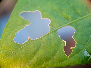 macro shot of a vibrant green leaf, severely damaged by pest insects, showing irregular holes where hungry caterpillars or bugs have eaten the tissue.
