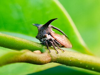 A bug is sitting on a leaf. The bug is brown and has a long antennae