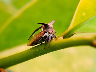 A bug is sitting on a leaf. The bug is brown and has a long antennae