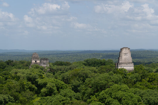 Ancient Mayan Tikal Temple Pyramids Rising from Jungle Canopy Guatemala