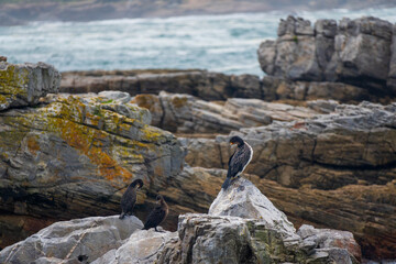 A White breasted Cormorant, Cliff path, Hermanus, South Africa