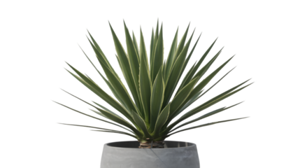 Yucca in Bloom: A close-up view of a vibrant yucca plant with its distinctive long, sharp leaves, showcasing the beauty of the natural world, isolated.