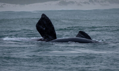 Obraz premium Southern right whales, Hermanus, South Africa. Garden Route. Cape town