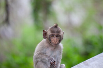 可愛いサル