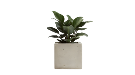 Potted Plant: A vibrant indoor plant, with lush green leaves, thrives in a simple, elegant pot, symbolizing growth and the beauty of nature within a modern setting.