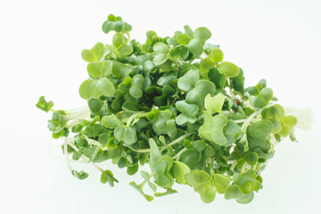 豆苗　　白バック