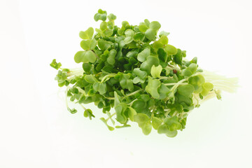 豆苗　　白バック