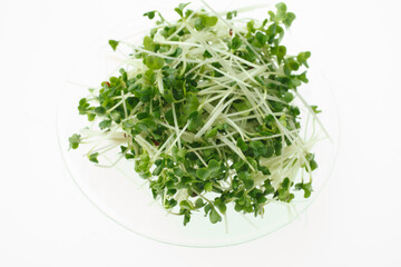 豆苗　　白バック