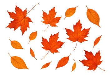 Obraz premium Autumn leaves falling, scattered maple and various foliage isolated with transparent background, seasonal nature concept