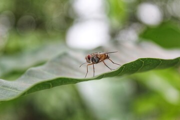 flies on mango leaves