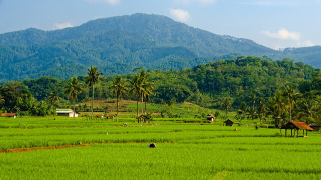 Lush green rice paddies and terraced agricultural field with Mount Payung, Brebes, Indonesia and sky background during the day. View From Cimanggu, Cilacap, Central Java, Indonesia.