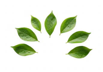 Seven green leaves arranged in a semicircle on black background