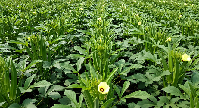 Lush green rows of healthy okra plants bearing pods and vibrant yellow flowers thrive under bright sunlight on a farm