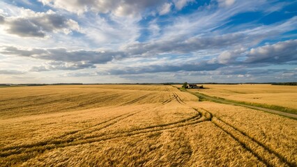 Expansive Golden Wheat Field Under Dramatic Sky.