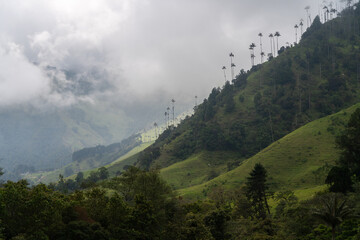 Misty Landscape of Wax Palm Trees on Green Hills in Cocora Valley Colombia