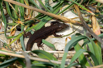 Lagartija balear // Lilford's wall lizard // Baleareneidechse (Podarcis lilfordi codrellensis) - Escull de Binicodrell, Menorca, Spain