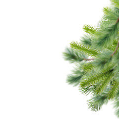 Christmas Pine Branches Isolated on Transparent Background, Evergreen Fir Tree Decoration