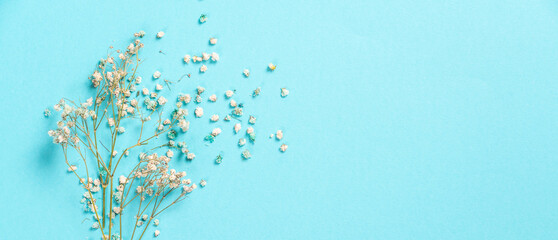 Flowers composition. Gypsophila flowers on pastel blue background. Flat lay, top view, copy space