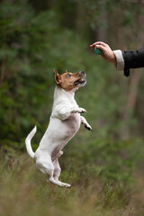 A white and tan Jack Russell Terrier leaps high to catch a green ball. An outstretched hand in a dark jacket holds the ball. Green trees form a blurred background