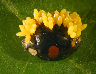 Eggs of the multicoloured Asian lady beetle or Harlequin, Harmonia axyridis (Coleoptera: Coccinellidae). Laying eggs on a dead beetle
