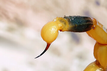 Stinger on the tail of the Palestinian yellow scorpion or Deathstalker, Leiurus quinquestriatus
