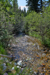 Typical forest landscape of the Canadian Rockies with a fast-flowing crick