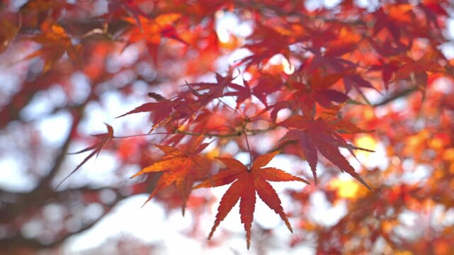 beautiful red autumn leave maple,