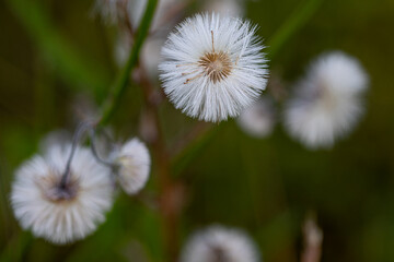 Coltsfoot (Tussilago farfara) producing fluffy pappus seeds in wilderness